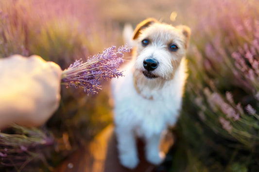 Essential Oil for Pet