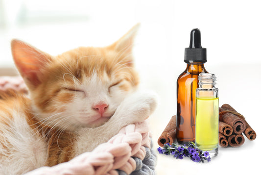 The Importance of Using Non-Toxic Scents Around Pets